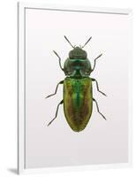 Beetle 1-Design Fabrikken-Framed Photographic Print