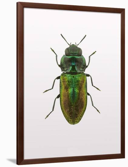 Beetle 1-Design Fabrikken-Framed Photographic Print