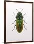 Beetle 1-Design Fabrikken-Framed Photographic Print