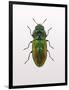 Beetle 1-Design Fabrikken-Framed Photographic Print