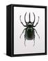 Beetle 2-Design Fabrikken-Framed Stretched Canvas