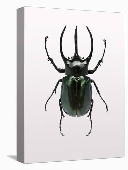 Beetle 2-Design Fabrikken-Stretched Canvas