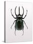 Beetle 2-Design Fabrikken-Stretched Canvas