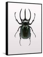 Beetle 2-Design Fabrikken-Framed Stretched Canvas