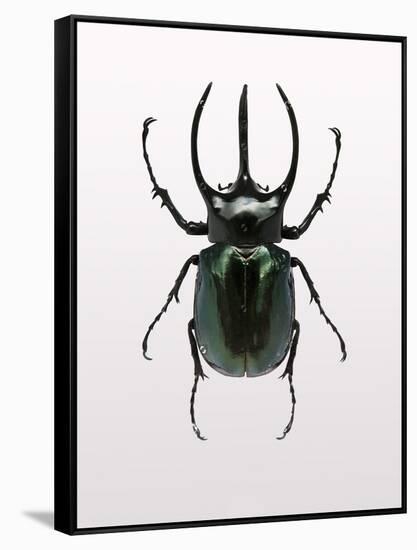 Beetle 2-Design Fabrikken-Framed Stretched Canvas