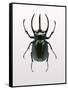 Beetle 2-Design Fabrikken-Framed Stretched Canvas