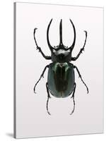 Beetle 2-Design Fabrikken-Stretched Canvas