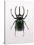 Beetle 2-Design Fabrikken-Stretched Canvas