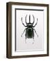 Beetle 2-Design Fabrikken-Framed Photographic Print