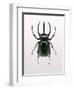 Beetle 2-Design Fabrikken-Framed Photographic Print