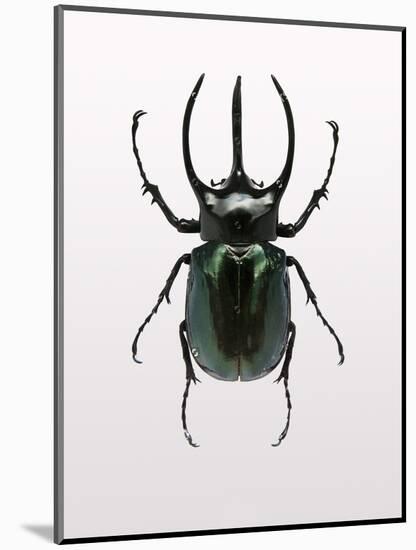 Beetle 2-Design Fabrikken-Mounted Photographic Print