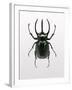 Beetle 2-Design Fabrikken-Framed Premium Photographic Print