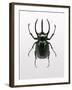 Beetle 2-Design Fabrikken-Framed Premium Photographic Print