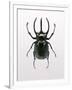 Beetle 2-Design Fabrikken-Framed Photographic Print