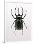 Beetle 2-Design Fabrikken-Framed Photographic Print