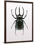 Beetle 2-Design Fabrikken-Framed Photographic Print