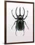 Beetle 2-Design Fabrikken-Framed Photographic Print