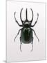 Beetle 2-Design Fabrikken-Mounted Photographic Print