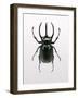 Beetle 2-Design Fabrikken-Framed Photographic Print