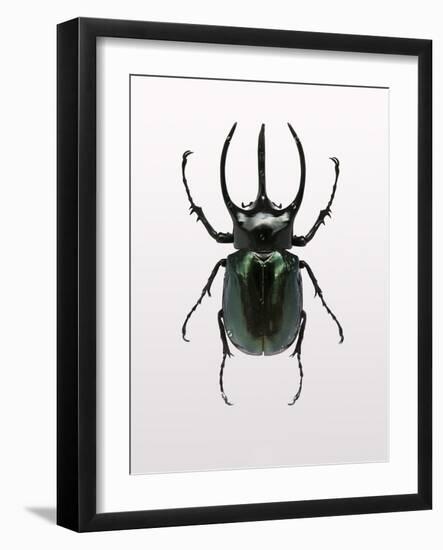 Beetle 2-Design Fabrikken-Framed Photographic Print