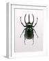 Beetle 2-Design Fabrikken-Framed Photographic Print