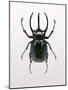 Beetle 2-Design Fabrikken-Mounted Photographic Print