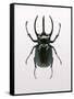 Beetle 2-Design Fabrikken-Framed Stretched Canvas