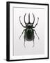 Beetle 2-Design Fabrikken-Framed Photographic Print