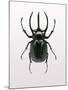 Beetle 2-Design Fabrikken-Mounted Photographic Print