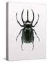 Beetle 2-Design Fabrikken-Stretched Canvas