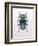 Beetle 3-Design Fabrikken-Framed Photographic Print