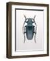 Beetle 3-Design Fabrikken-Framed Photographic Print