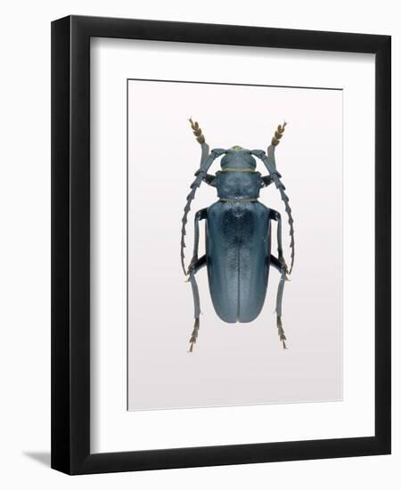 Beetle 3-Design Fabrikken-Framed Photographic Print