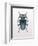 Beetle 3-Design Fabrikken-Framed Photographic Print