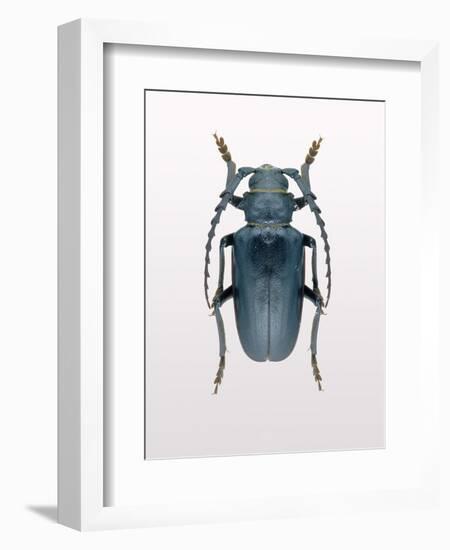 Beetle 3-Design Fabrikken-Framed Photographic Print