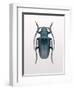 Beetle 3-Design Fabrikken-Framed Photographic Print