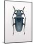 Beetle 3-Design Fabrikken-Mounted Photographic Print