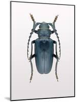 Beetle 3-Design Fabrikken-Mounted Photographic Print