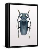 Beetle 3-Design Fabrikken-Framed Stretched Canvas