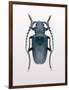 Beetle 3-Design Fabrikken-Framed Photographic Print