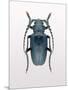 Beetle 3-Design Fabrikken-Mounted Photographic Print