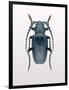 Beetle 3-Design Fabrikken-Framed Photographic Print