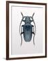 Beetle 3-Design Fabrikken-Framed Photographic Print