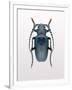 Beetle 3-Design Fabrikken-Framed Photographic Print