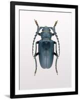 Beetle 3-Design Fabrikken-Framed Photographic Print