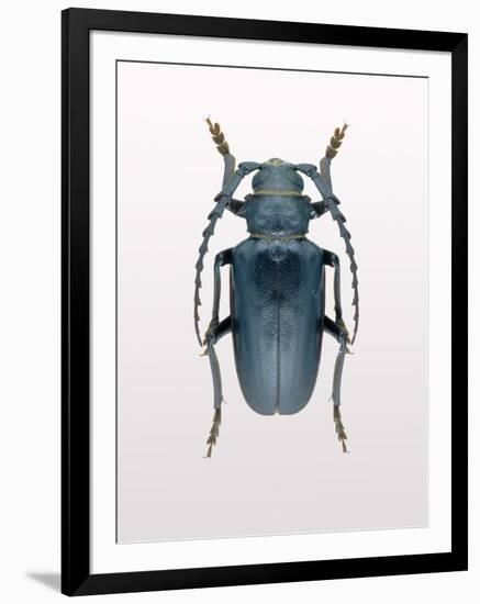 Beetle 3-Design Fabrikken-Framed Photographic Print