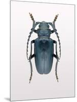Beetle 3-Design Fabrikken-Mounted Photographic Print