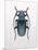 Beetle 3-Design Fabrikken-Mounted Photographic Print