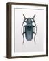 Beetle 3-Design Fabrikken-Framed Photographic Print