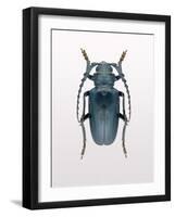 Beetle 3-Design Fabrikken-Framed Photographic Print